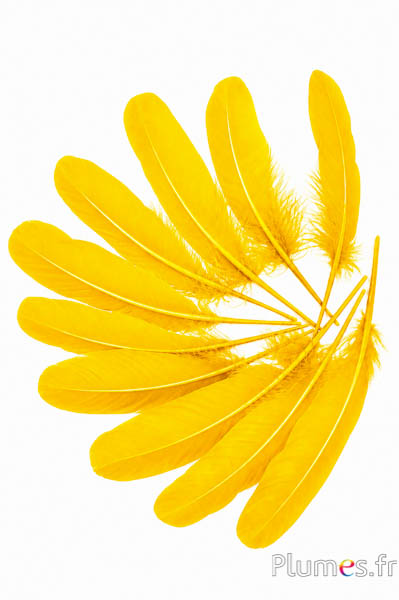 Gans - 15-21 cm - safran